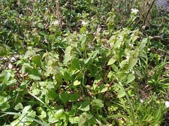 Lamium album