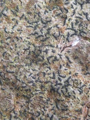 Pseudoschismatomma rufescens