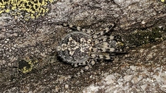 Aculepeira carbonarioides