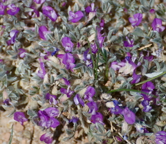 Astragalus sericoleucus