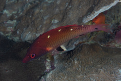 Bodianus dictynna