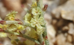 Eriogonum nidularium