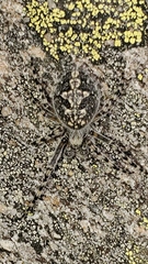 Aculepeira carbonarioides