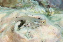 Ecsenius yaeyamaensis