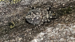 Aculepeira carbonarioides