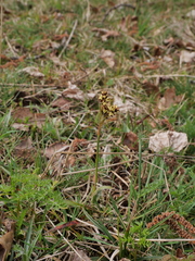 Luzula campestris campestris
