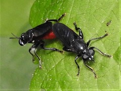 Lampria bicolor