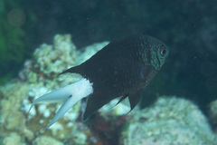 Chromis xanthura