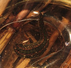 Hirudo verbana