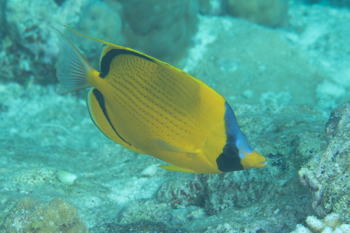 Versierde koraalvlinder (Chaetodon semeion) — Chaetodontidae — 4