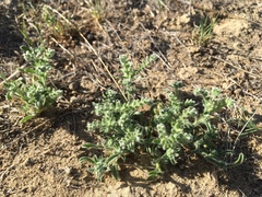Cryptantha crassisepala