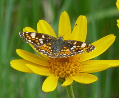 Phyciodes pulchella