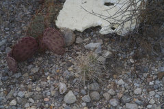 Opuntia azurea diplopurpurea