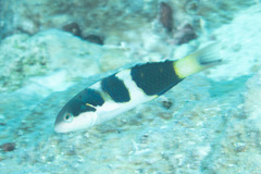 Thalassoma jansenii