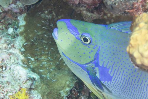 Photo of Vlaming's unicornfish (Naso vlamingii)