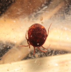 Hydrachnidae