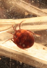 Hydrachnidae