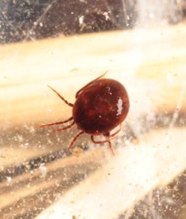 Hydrachnidae