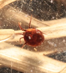 Hydrachnidae