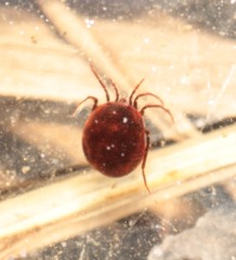 Hydrachnidae