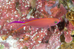 Pyronotanthias smithvanizi