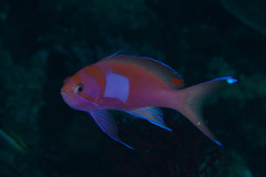 Pseudanthias pleurotaenia