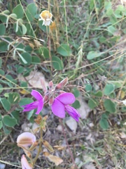 Tephrosia potosina