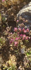 Chorizanthe fimbriata