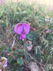 Tephrosia potosina