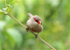 Estrilda astrild cavendishi