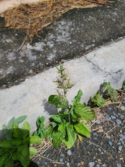 Ruellia ciliatiflora