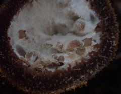 Elaphomyces muricatus