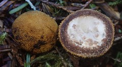 Elaphomyces muricatus