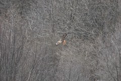 Buteo buteo vulpinus