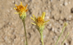 Adenophyllum cooperi