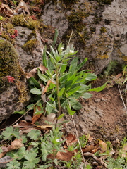 Buglossoides arvensis arvensis