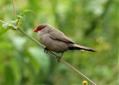 Estrilda astrild cavendishi