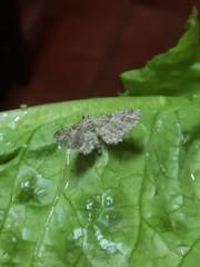 Gymnoscelis rufifasciata