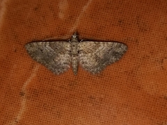 Gymnoscelis rufifasciata