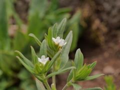Buglossoides arvensis arvensis