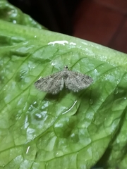 Gymnoscelis rufifasciata