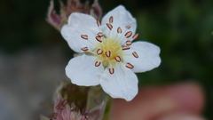 Potentilla alchimilloides