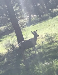 Odocoileus hemionus