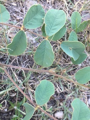 Tephrosia potosina