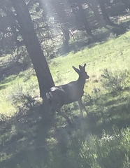 Odocoileus hemionus