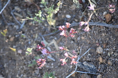 Chorizanthe fimbriata
