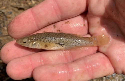 Speckled killifish