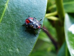 Sinopla perpunctatus