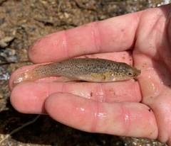Fundulus rathbuni