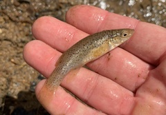 Fundulus rathbuni